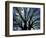 Pattern of Branches in Stately American Elm Tree-Adam Jones-Framed Photographic Print