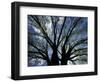 Pattern of Branches in Stately American Elm Tree-Adam Jones-Framed Photographic Print