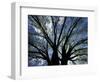 Pattern of Branches in Stately American Elm Tree-Adam Jones-Framed Photographic Print