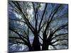 Pattern of Branches in Stately American Elm Tree-Adam Jones-Mounted Photographic Print