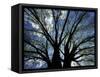 Pattern of Branches in Stately American Elm Tree-Adam Jones-Framed Stretched Canvas