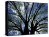 Pattern of Branches in Stately American Elm Tree-Adam Jones-Stretched Canvas