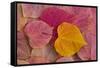 Pattern of fallen Rosebud leaves with Autumn colors-Darrell Gulin-Framed Stretched Canvas