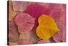 Pattern of fallen Rosebud leaves with Autumn colors-Darrell Gulin-Stretched Canvas