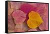 Pattern of fallen Rosebud leaves with Autumn colors-Darrell Gulin-Framed Stretched Canvas