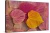 Pattern of fallen Rosebud leaves with Autumn colors-Darrell Gulin-Stretched Canvas