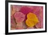 Pattern of fallen Rosebud leaves with Autumn colors-Darrell Gulin-Framed Photographic Print