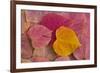 Pattern of fallen Rosebud leaves with Autumn colors-Darrell Gulin-Framed Photographic Print