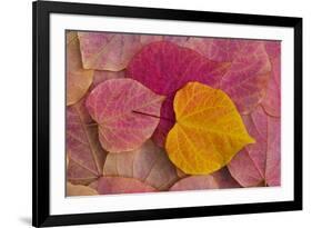 Pattern of fallen Rosebud leaves with Autumn colors-Darrell Gulin-Framed Photographic Print