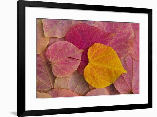 Pattern of fallen Rosebud leaves with Autumn colors-Darrell Gulin-Framed Photographic Print