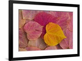 Pattern of fallen Rosebud leaves with Autumn colors-Darrell Gulin-Framed Photographic Print