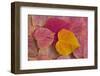 Pattern of fallen Rosebud leaves with Autumn colors-Darrell Gulin-Framed Photographic Print