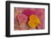 Pattern of fallen Rosebud leaves with Autumn colors-Darrell Gulin-Framed Photographic Print