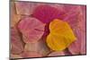 Pattern of fallen Rosebud leaves with Autumn colors-Darrell Gulin-Mounted Photographic Print