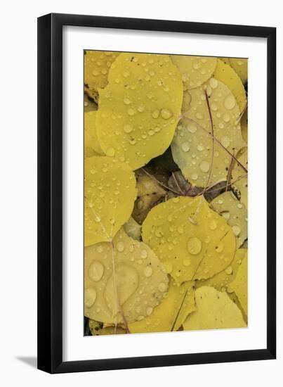 Pattern of fallen yellow aspen leaves, Owl Creek Pass, San Juan Mountains, Colorado-Adam Jones-Framed Photographic Print