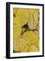 Pattern of fallen yellow aspen leaves, Owl Creek Pass, San Juan Mountains, Colorado-Adam Jones-Framed Photographic Print