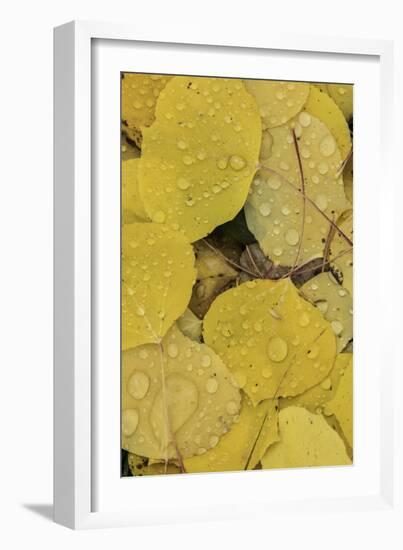 Pattern of fallen yellow aspen leaves, Owl Creek Pass, San Juan Mountains, Colorado-Adam Jones-Framed Photographic Print