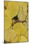 Pattern of fallen yellow aspen leaves, Owl Creek Pass, San Juan Mountains, Colorado-Adam Jones-Mounted Photographic Print