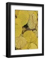 Pattern of fallen yellow aspen leaves, Owl Creek Pass, San Juan Mountains, Colorado-Adam Jones-Framed Photographic Print