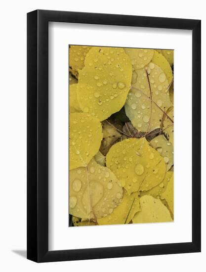 Pattern of fallen yellow aspen leaves, Owl Creek Pass, San Juan Mountains, Colorado-Adam Jones-Framed Photographic Print