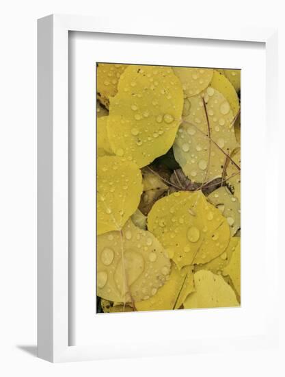 Pattern of fallen yellow aspen leaves, Owl Creek Pass, San Juan Mountains, Colorado-Adam Jones-Framed Photographic Print