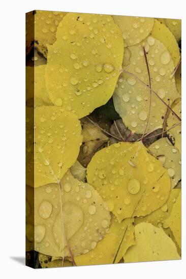 Pattern of fallen yellow aspen leaves, Owl Creek Pass, San Juan Mountains, Colorado-Adam Jones-Stretched Canvas