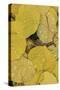 Pattern of fallen yellow aspen leaves, Owl Creek Pass, San Juan Mountains, Colorado-Adam Jones-Stretched Canvas