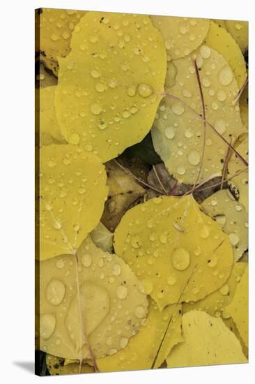 Pattern of fallen yellow aspen leaves, Owl Creek Pass, San Juan Mountains, Colorado-Adam Jones-Stretched Canvas