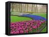 Pattern of Grape Hyacinth, Keukenhof Gardens, Lisse, Netherlands-Adam Jones-Framed Stretched Canvas