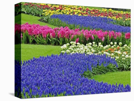 Pattern of Grape Hyacinth, Keukenhof Gardens, Lisse, Netherlands-Adam Jones-Stretched Canvas