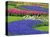 Pattern of Grape Hyacinth, Keukenhof Gardens, Lisse, Netherlands-Adam Jones-Stretched Canvas