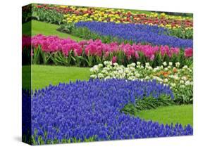 Pattern of Grape Hyacinth, Keukenhof Gardens, Lisse, Netherlands-Adam Jones-Stretched Canvas