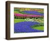 Pattern of Grape Hyacinth, Keukenhof Gardens, Lisse, Netherlands-Adam Jones-Framed Photographic Print