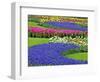 Pattern of Grape Hyacinth, Keukenhof Gardens, Lisse, Netherlands-Adam Jones-Framed Photographic Print