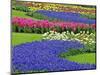 Pattern of Grape Hyacinth, Keukenhof Gardens, Lisse, Netherlands-Adam Jones-Mounted Photographic Print