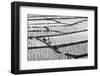 Pattern of Paddy Rice Cultivation Field-Fadil Aziz/Alcibbum Photography-Framed Photographic Print