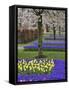 Pattern of tulips and Grape Hyacinth flowers, Keukenhof Gardens, Lisse, Netherlands-Adam Jones-Framed Stretched Canvas