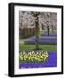 Pattern of tulips and Grape Hyacinth flowers, Keukenhof Gardens, Lisse, Netherlands-Adam Jones-Framed Photographic Print