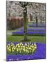 Pattern of tulips and Grape Hyacinth flowers, Keukenhof Gardens, Lisse, Netherlands-Adam Jones-Mounted Photographic Print