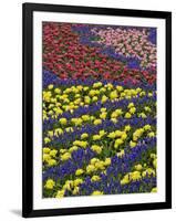 Pattern of tulips and Grape Hyacinth flowers, Keukenhof Gardens, Lisse, Netherlands-Adam Jones-Framed Photographic Print