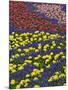 Pattern of tulips and Grape Hyacinth flowers, Keukenhof Gardens, Lisse, Netherlands-Adam Jones-Mounted Photographic Print