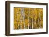 Pattern of white tree trunks among golden aspen leaves, Grand Teton National Park, Wyoming-Adam Jones-Framed Photographic Print