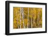 Pattern of white tree trunks among golden aspen leaves, Grand Teton National Park, Wyoming-Adam Jones-Framed Photographic Print