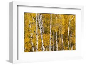 Pattern of white tree trunks among golden aspen leaves, Grand Teton National Park, Wyoming-Adam Jones-Framed Photographic Print