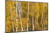 Pattern of white tree trunks among golden aspen leaves, Grand Teton National Park, Wyoming-Adam Jones-Mounted Photographic Print