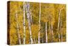 Pattern of white tree trunks among golden aspen leaves, Grand Teton National Park, Wyoming-Adam Jones-Stretched Canvas