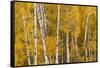 Pattern of white tree trunks among golden aspen leaves, Grand Teton National Park, Wyoming-Adam Jones-Framed Stretched Canvas