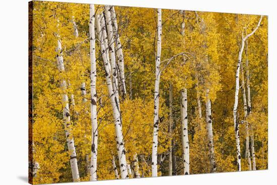 Pattern of white tree trunks among golden aspen leaves, Grand Teton National Park, Wyoming-Adam Jones-Stretched Canvas