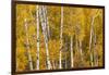 Pattern of white tree trunks among golden aspen leaves, Grand Teton National Park, Wyoming-Adam Jones-Framed Photographic Print