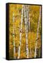 Pattern of white tree trunks among golden aspen leaves, Grand Teton National Park, Wyoming-Adam Jones-Framed Stretched Canvas